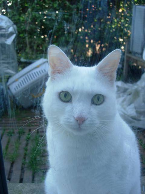 Moustok chat -