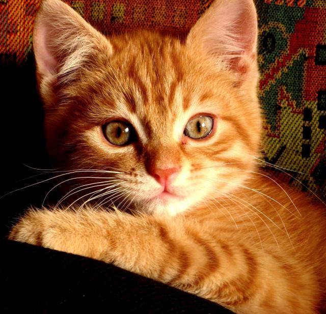 Charlie -