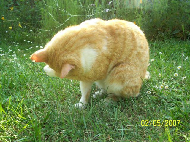 Tigrou -