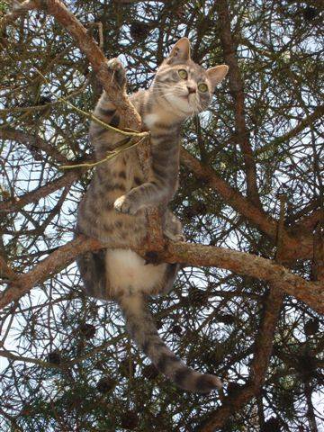 catch -