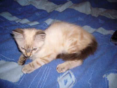 Charly (chat de gouttiere) -