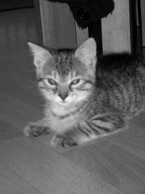 Django, 2 mois - (2 mois)