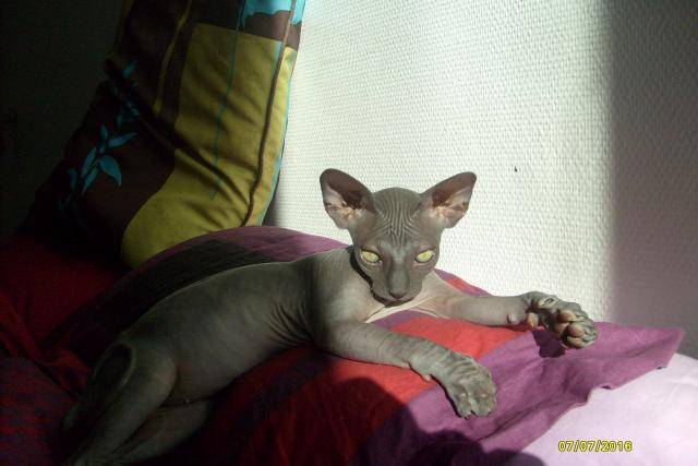 sphinx -