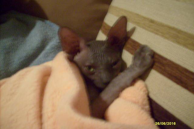 sphinx -