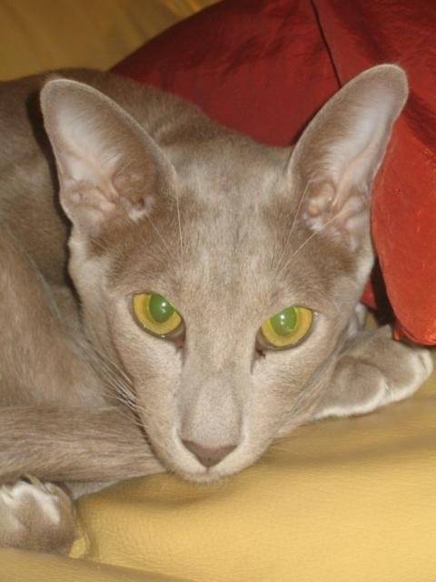 Cali l'oriental -