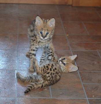 coucou ! -