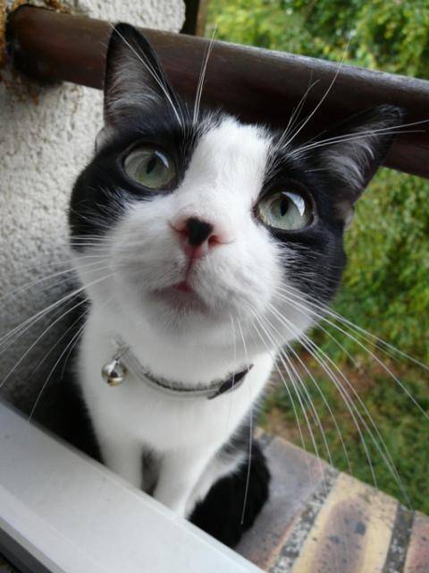 Sunny, une minette "chat de gouttiere" -