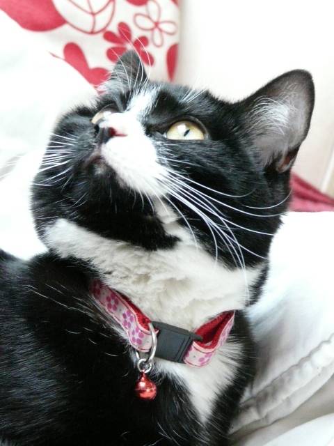 Fiby, minette de "gouttiere" -