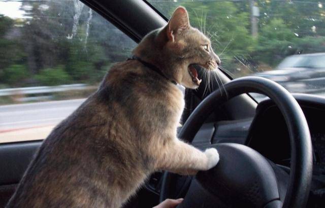 photos_humour_chats_chatons (46).jpg -