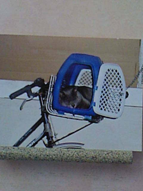 En velo.jpg -