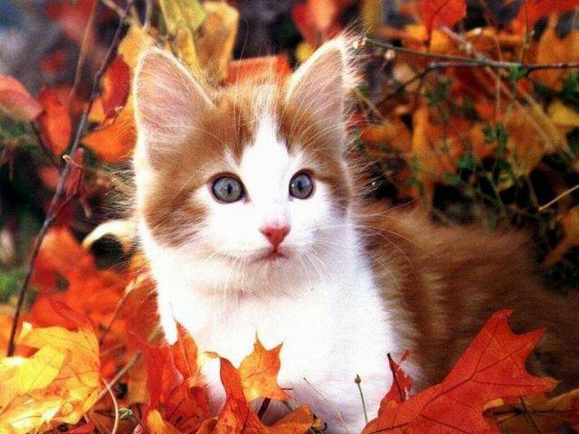 petit chaton dans les feuilles -