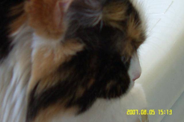 Sweety -
