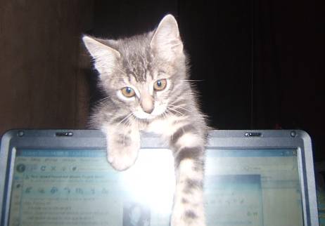 Aristote ! -