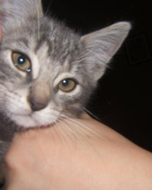 Aristote ! -