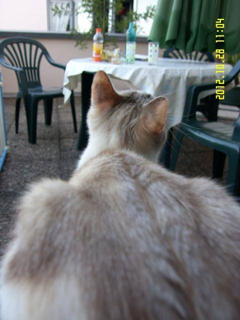 Tootsie -