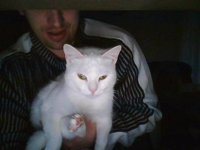chat de goutiere chouquette -