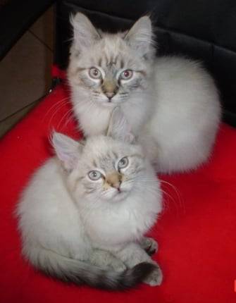 Ancienne race Balinais traditionnel, LEO & MAX -