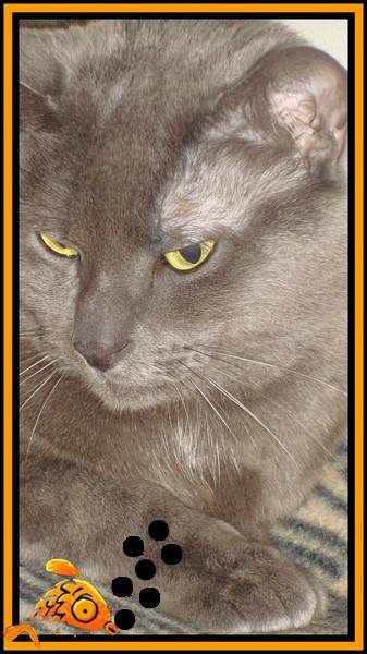 pas de race et mon chat s'appel Mistygris -