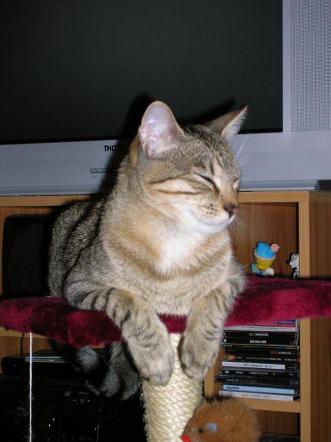 Django, 9 mois - (9 mois)