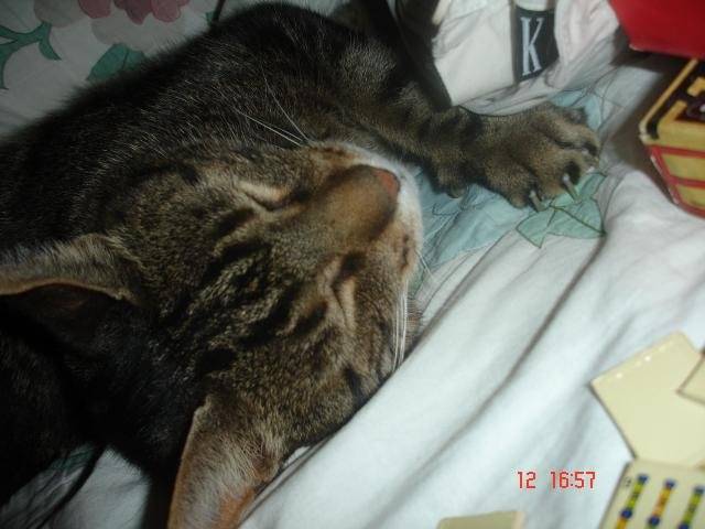 Minou chat de gouttiere -