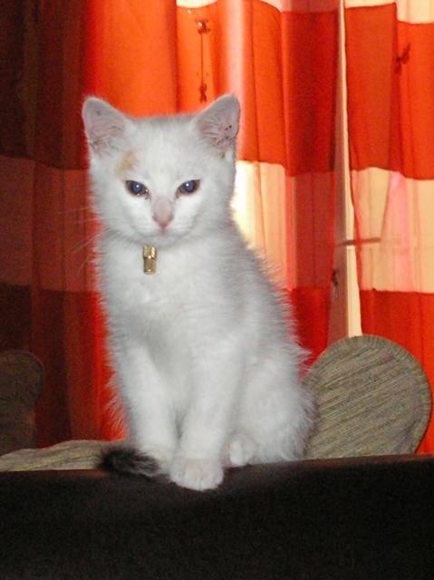 LILA -