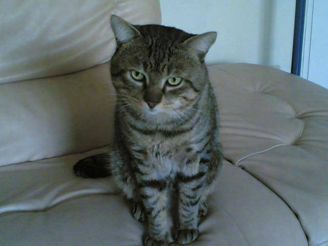 goutiere Mr STAN -