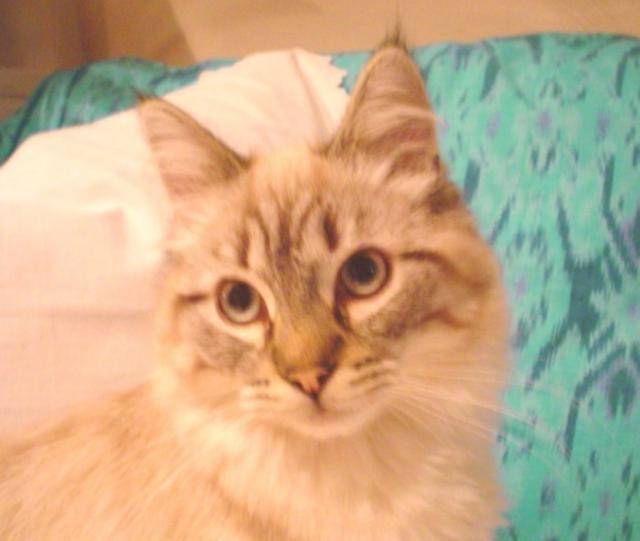 MAX, balinais traditionnel -