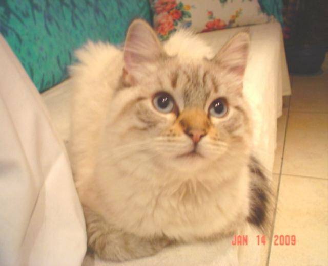LEO, balinais traditionnel -