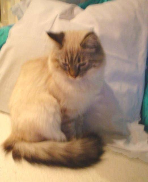 MAX, balinais traditionnel -