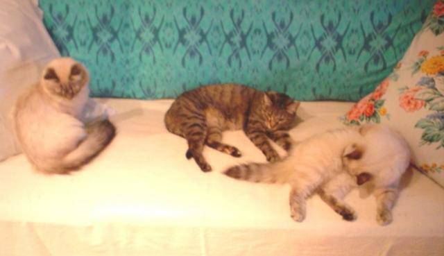 MAX, FRISQUETTE & LEO.JPG -