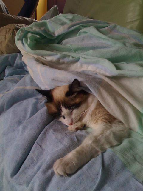 misty -