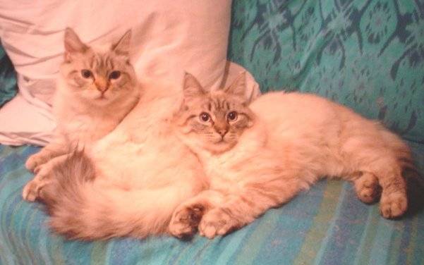 Leo et Max, balinais traditionnels -
