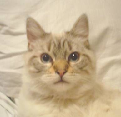 Leo, balinais traditionnel -
