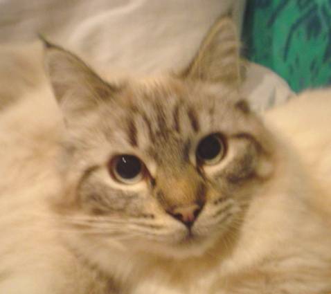 Max, balinais traditionnel -