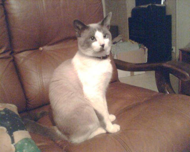 Boubouille -