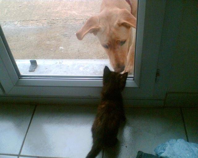BB CHAT -