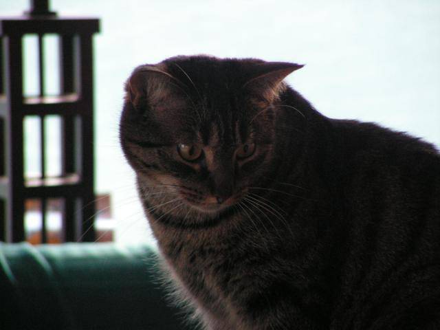 GIZMO..... -