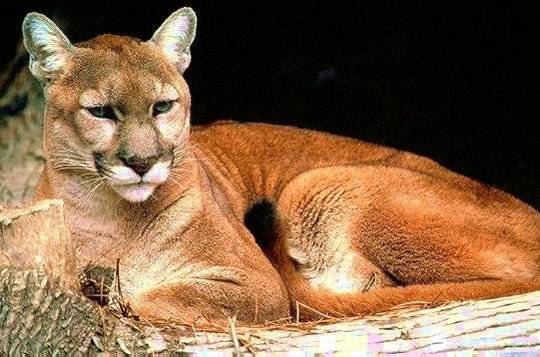 puma.jpg -