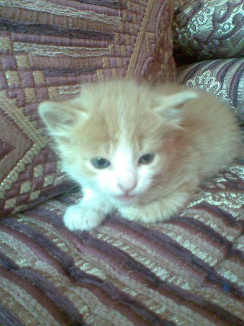 Paco -