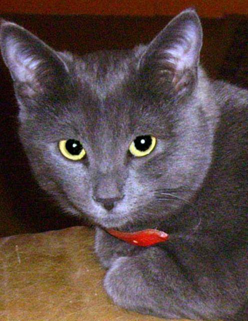 Nos Animaux_16.jpg -