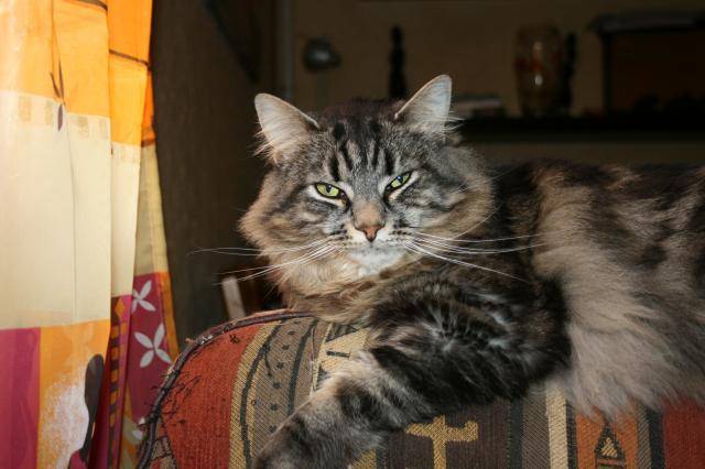 oscar -