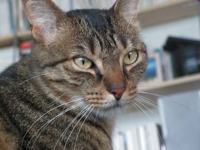 Gizmo sur la table -