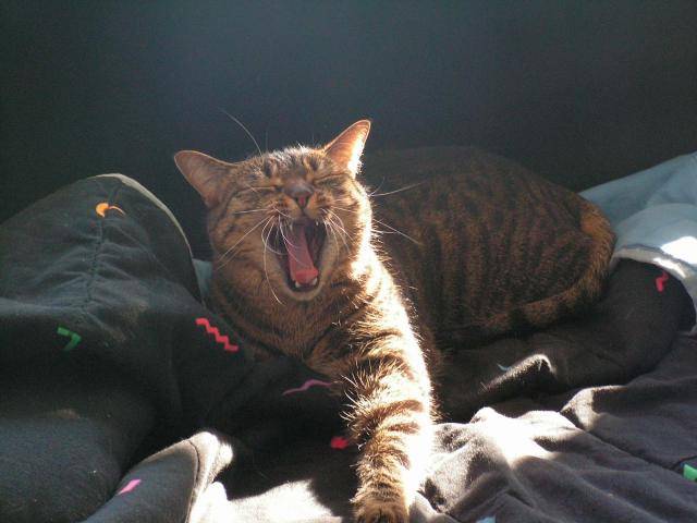 Gizmo -
