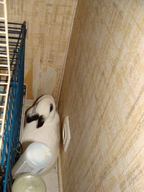 Lapin, Cheyenne -