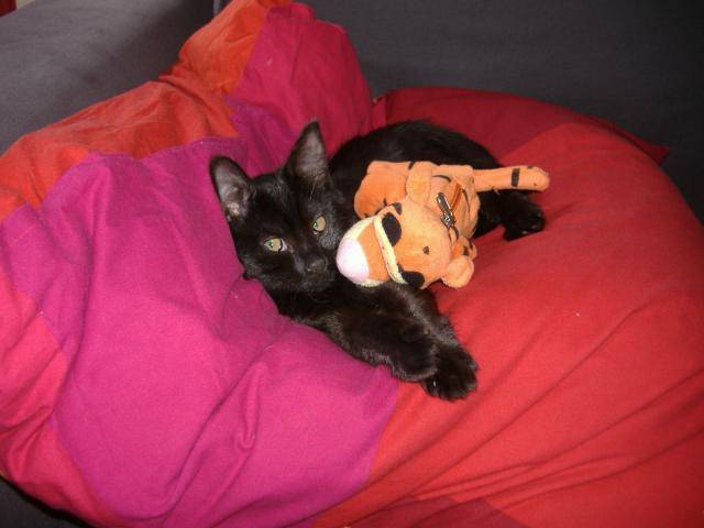 molly mon gros bébé -