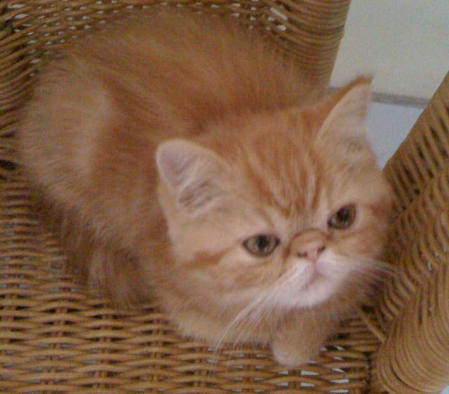 Exotic shorthair, Easydoor de Catsanders -