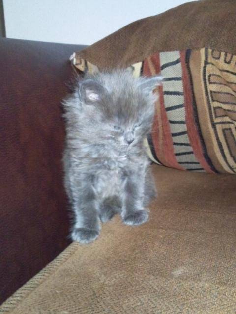 pluche croisée angora -