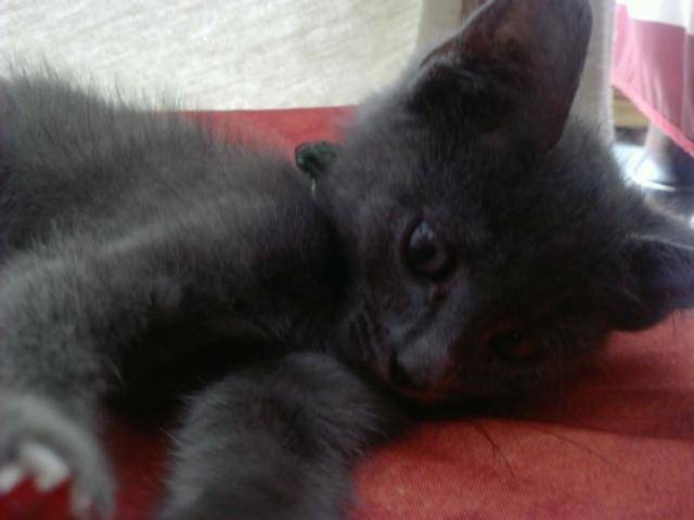 Pichou' -
