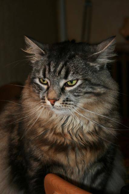 Main Coon et Angora -