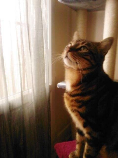 DOVE,mon bebe Dove, mon tigre -